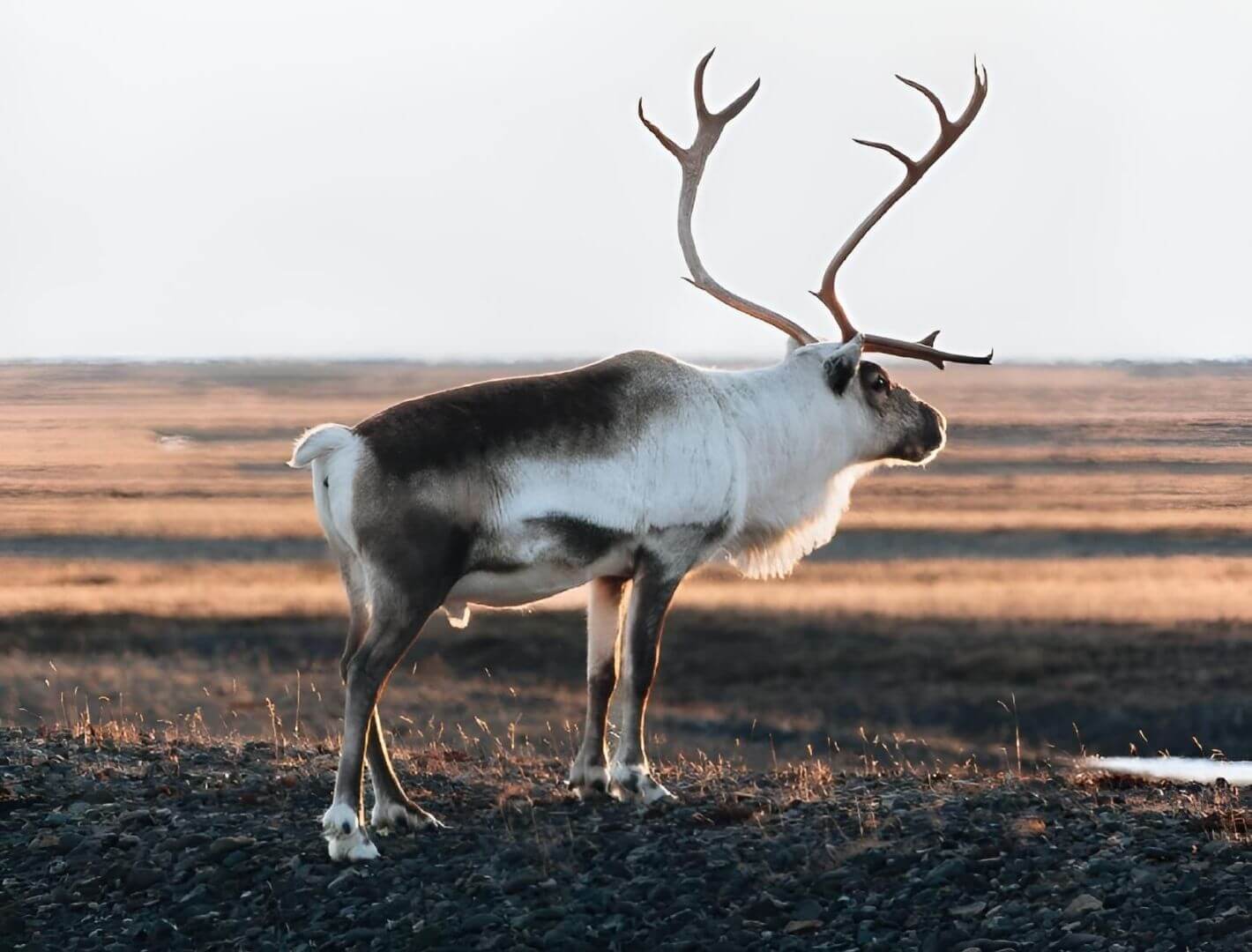 caribou with large antlers