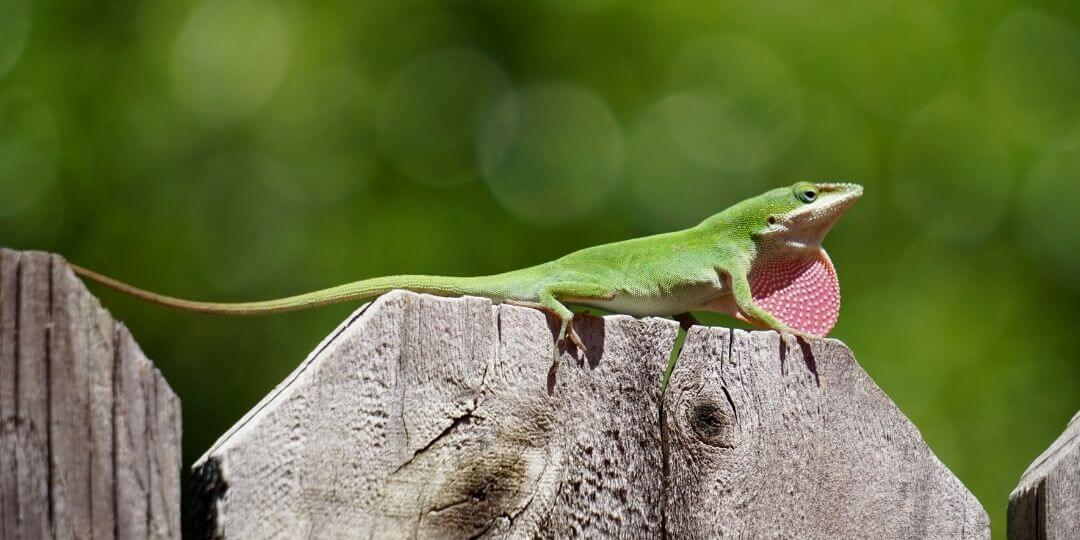 ectothermic green anole basking on a wooden fence post