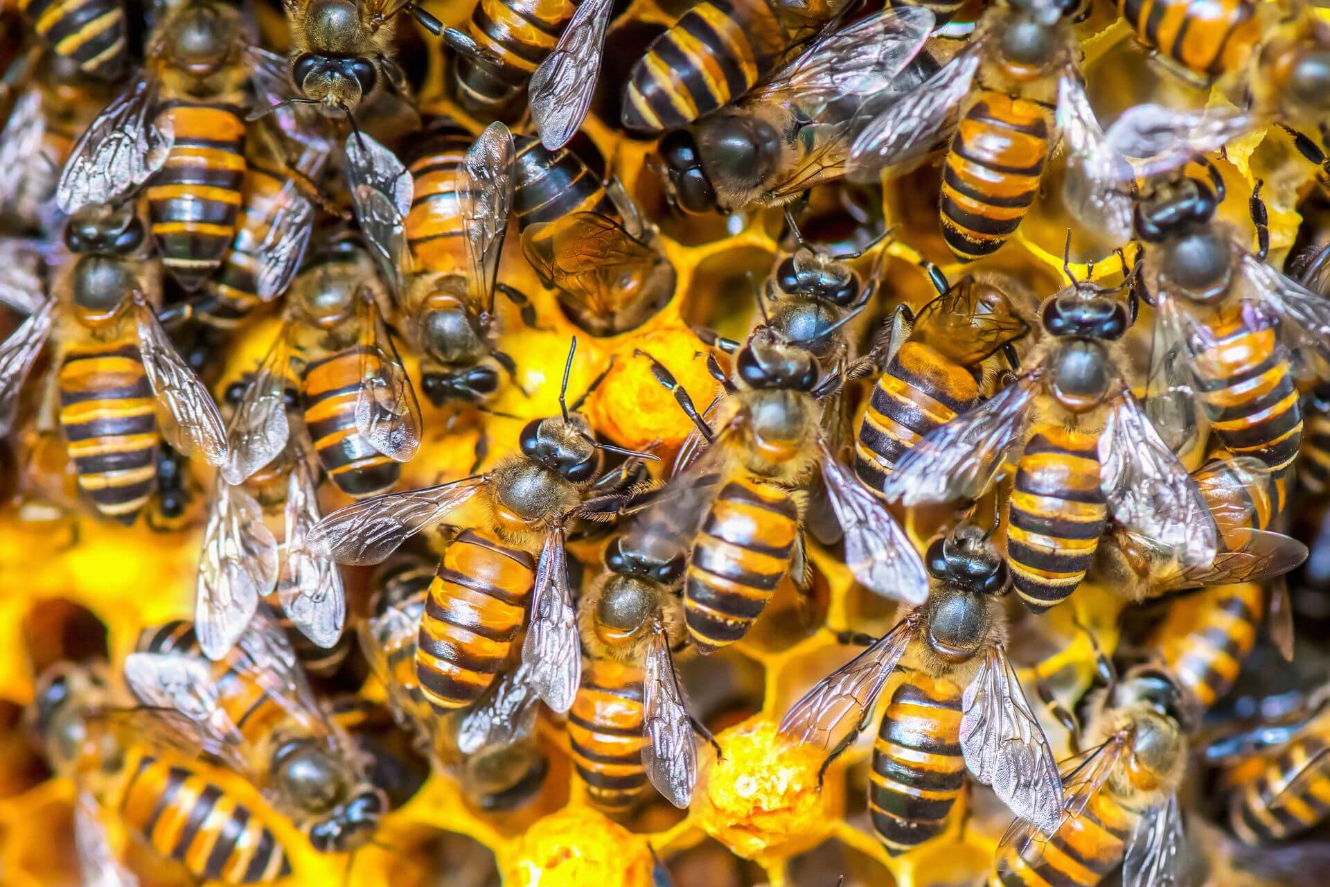 bees communicating with chemical signals