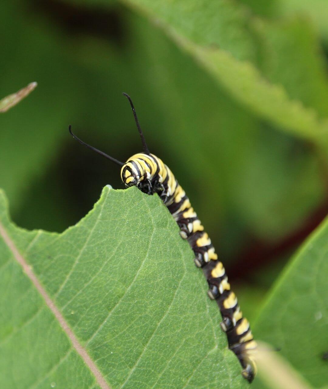 monarch butterfly caterpillar