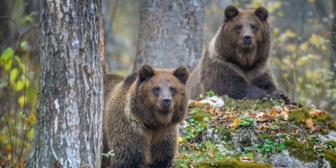 two brown bears poking their heads out from behind trees and a flowery hill