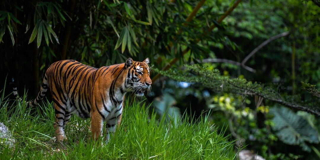 tiger emerging into a grassy field