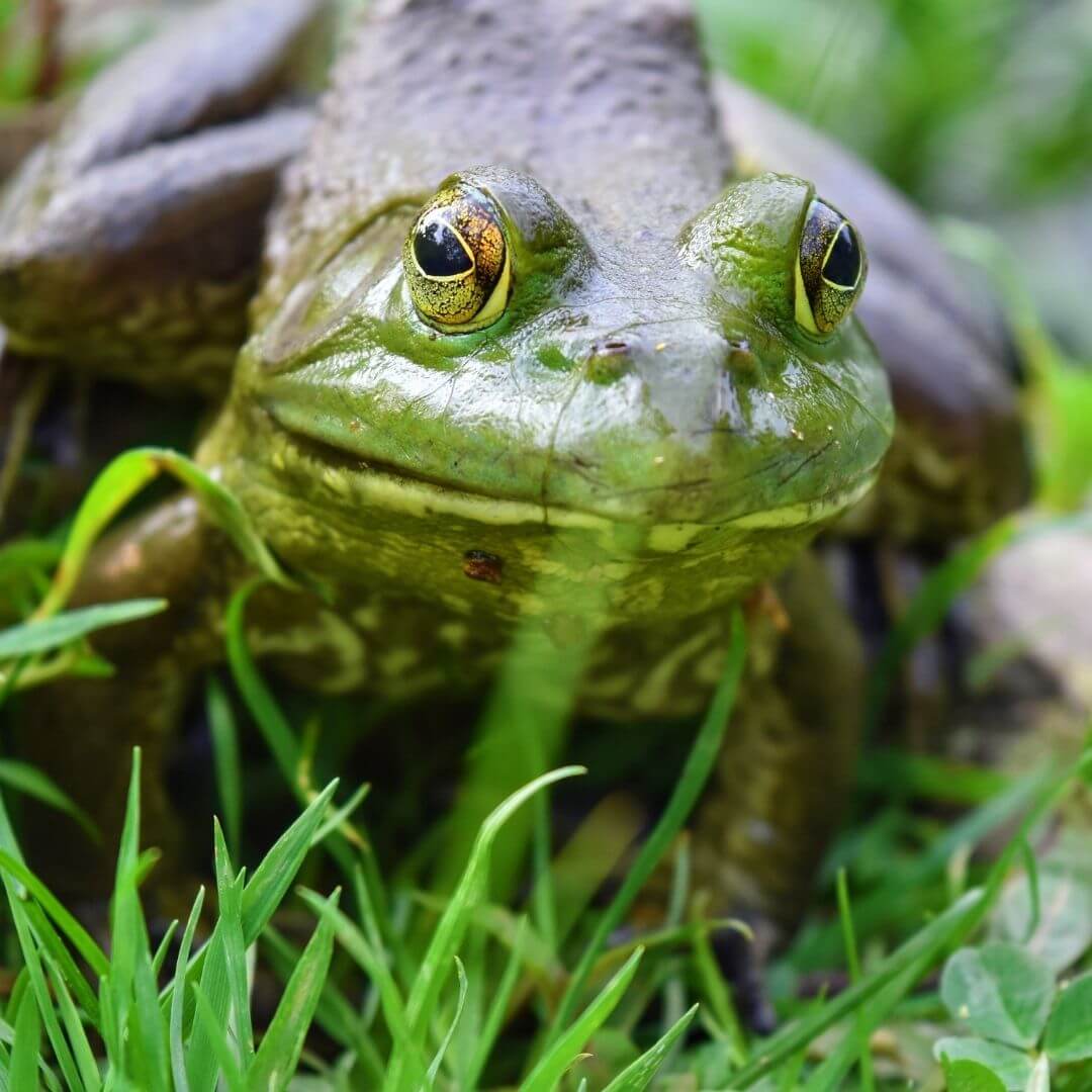 invasive american bullfrog