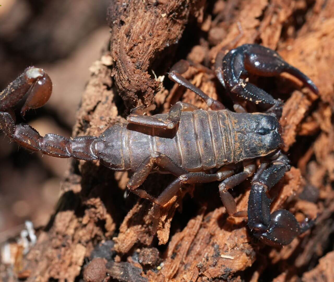scorpion with hard exoskeleton