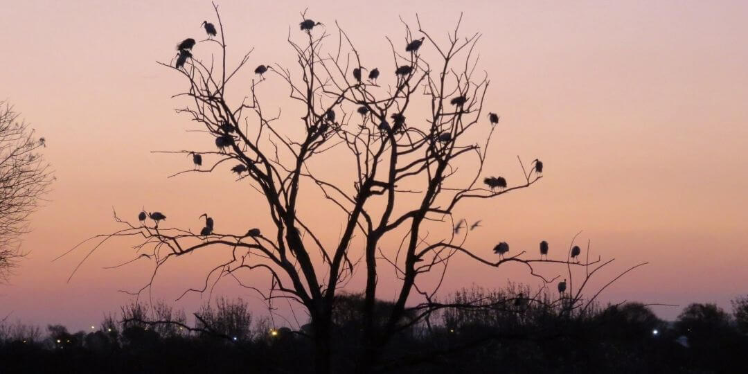 a group of birds roosting in a tree with the sun setting
