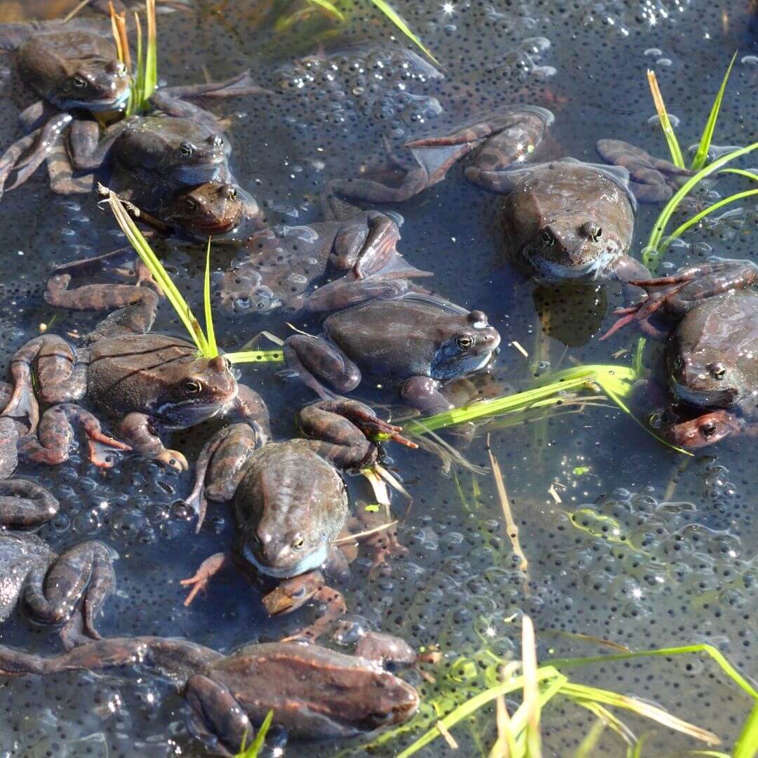 frogs spawning in a pond