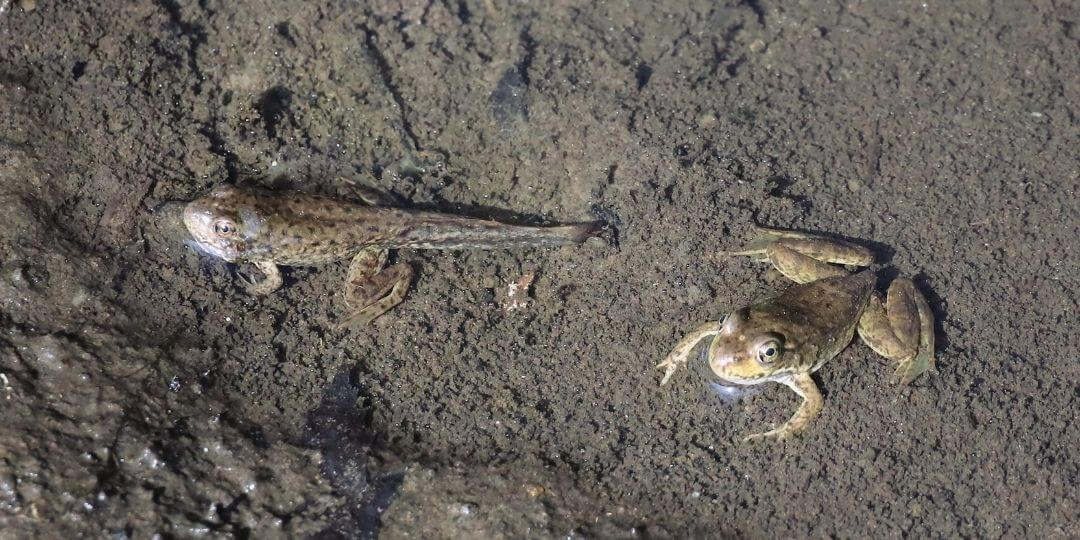 frog and a froglet resting in mud