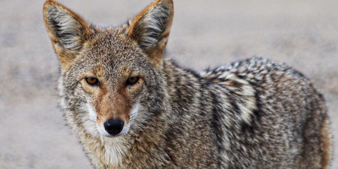 coyote with summer coat looking at camera