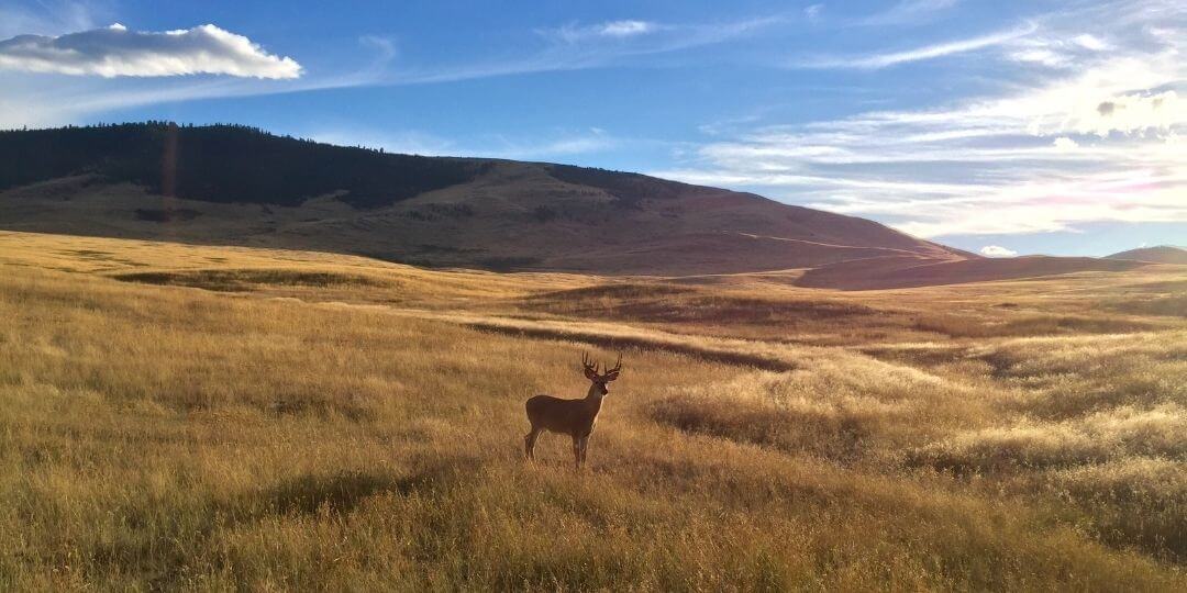 vast, open grassland with a buck standing in the sun