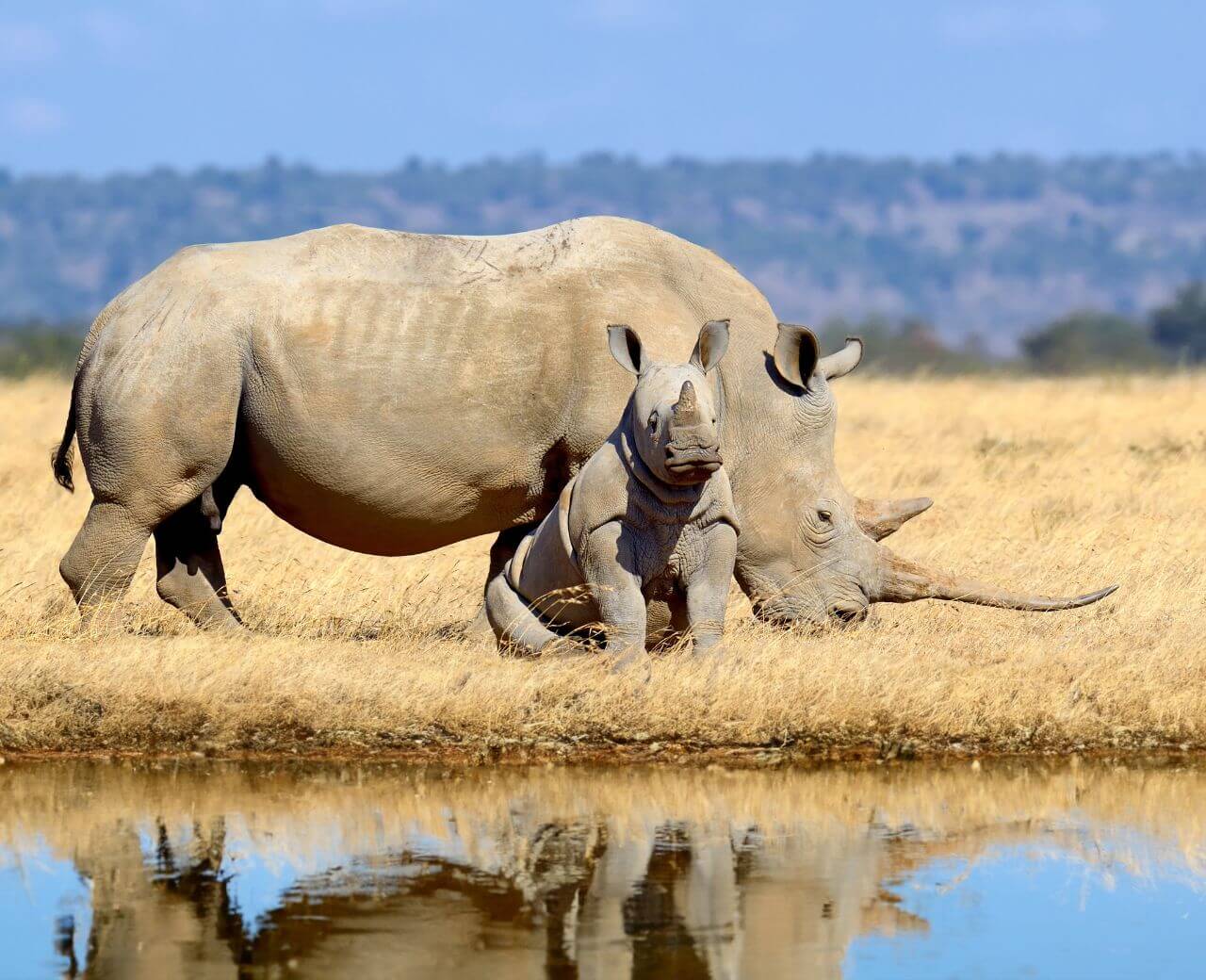 rhino with offspring