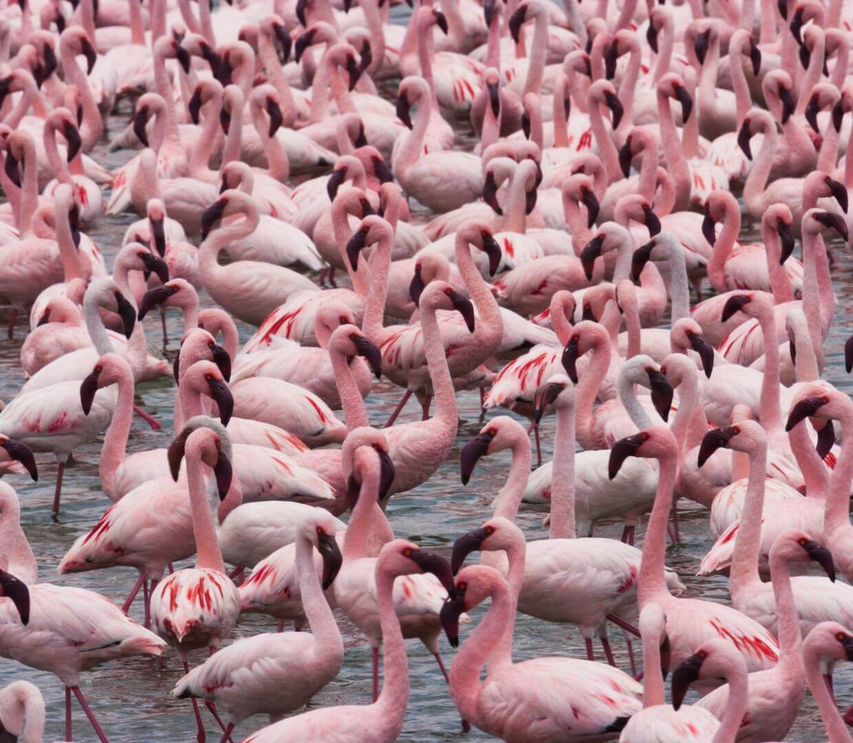 flamingos living in a large, gregarious social group
