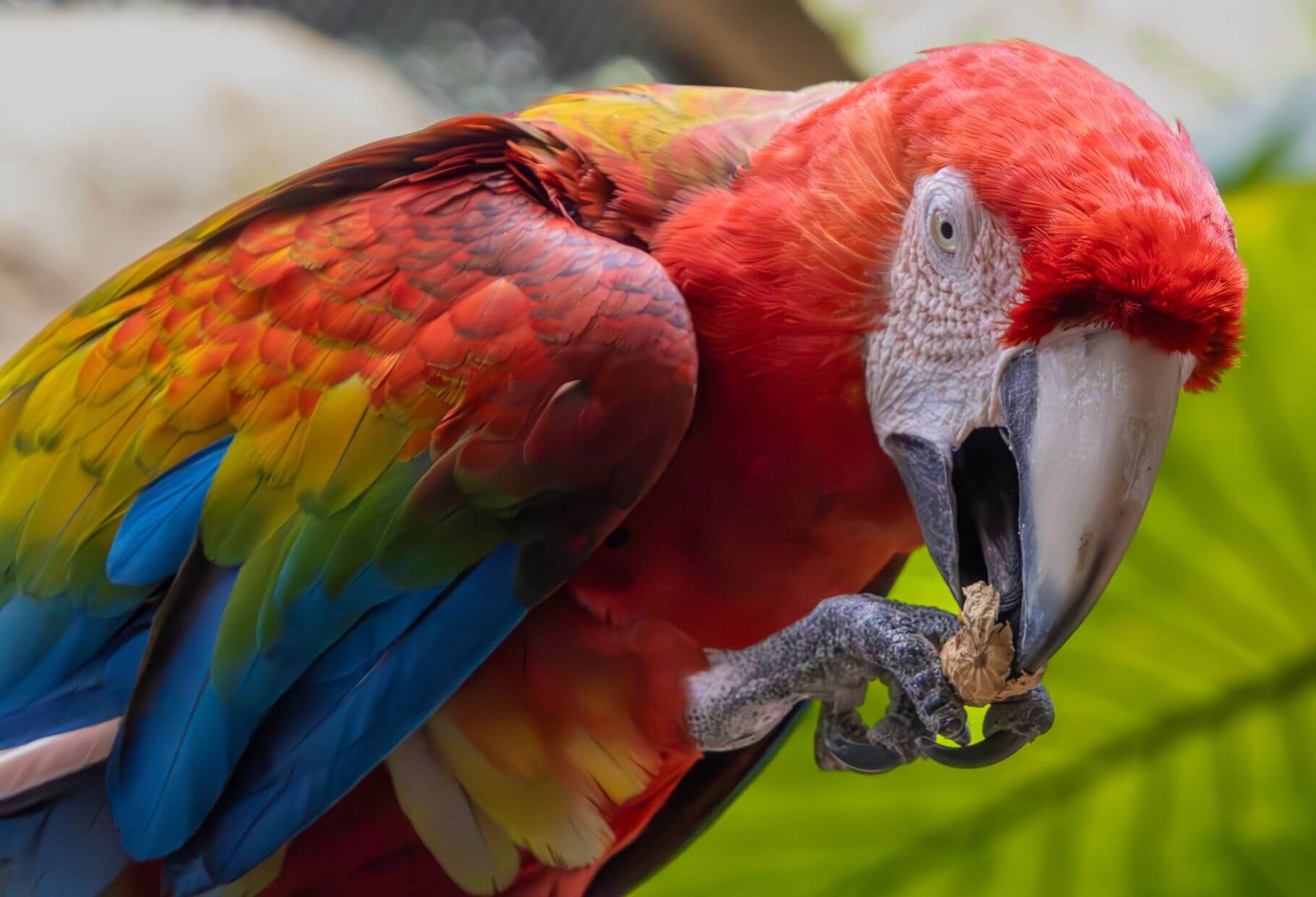 A macaw eating a large nut