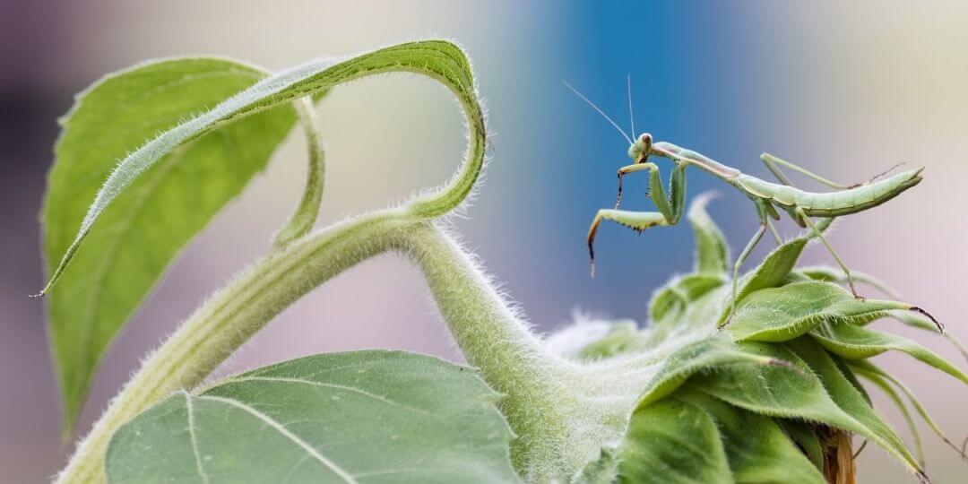 grey praying mantis camouflaged against a green leaf