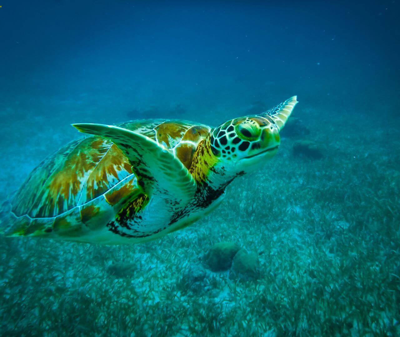 green sea turtle swimming over a sea grass bed