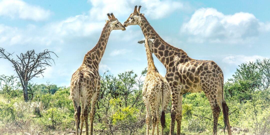 giraffe herd standing on the savanna
