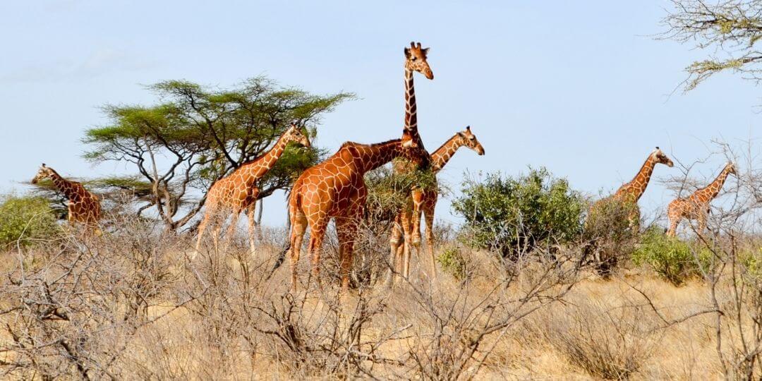 a herd of giraffes on the savanna grazing on acacia trees