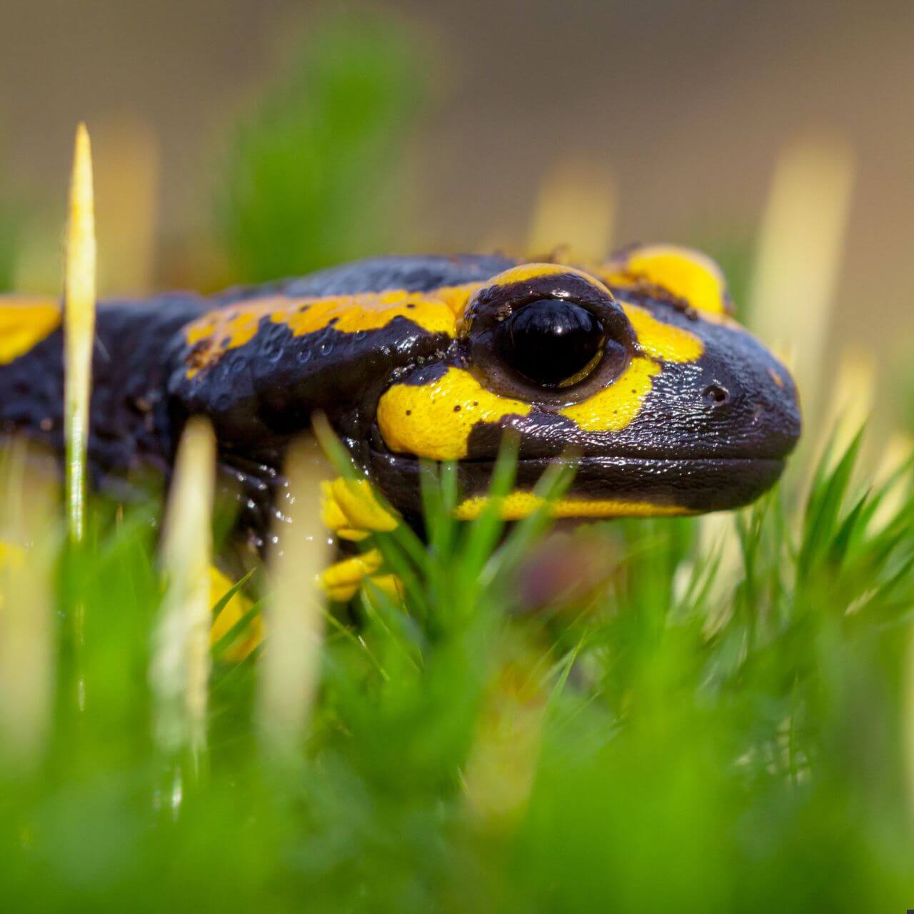 fire salamander poison glands