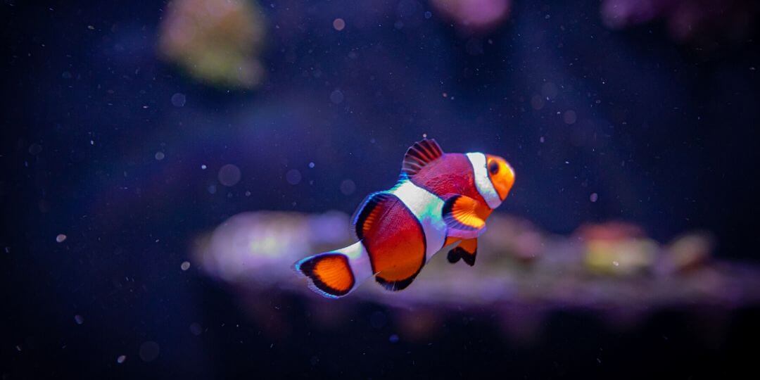 clownfish swimming in an aquarium