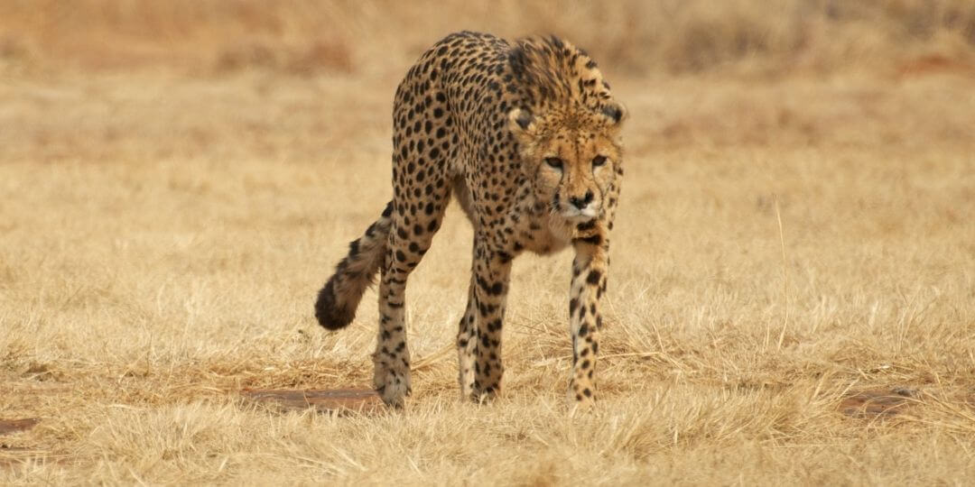 cheetah stalking towards the camera on an open savanna