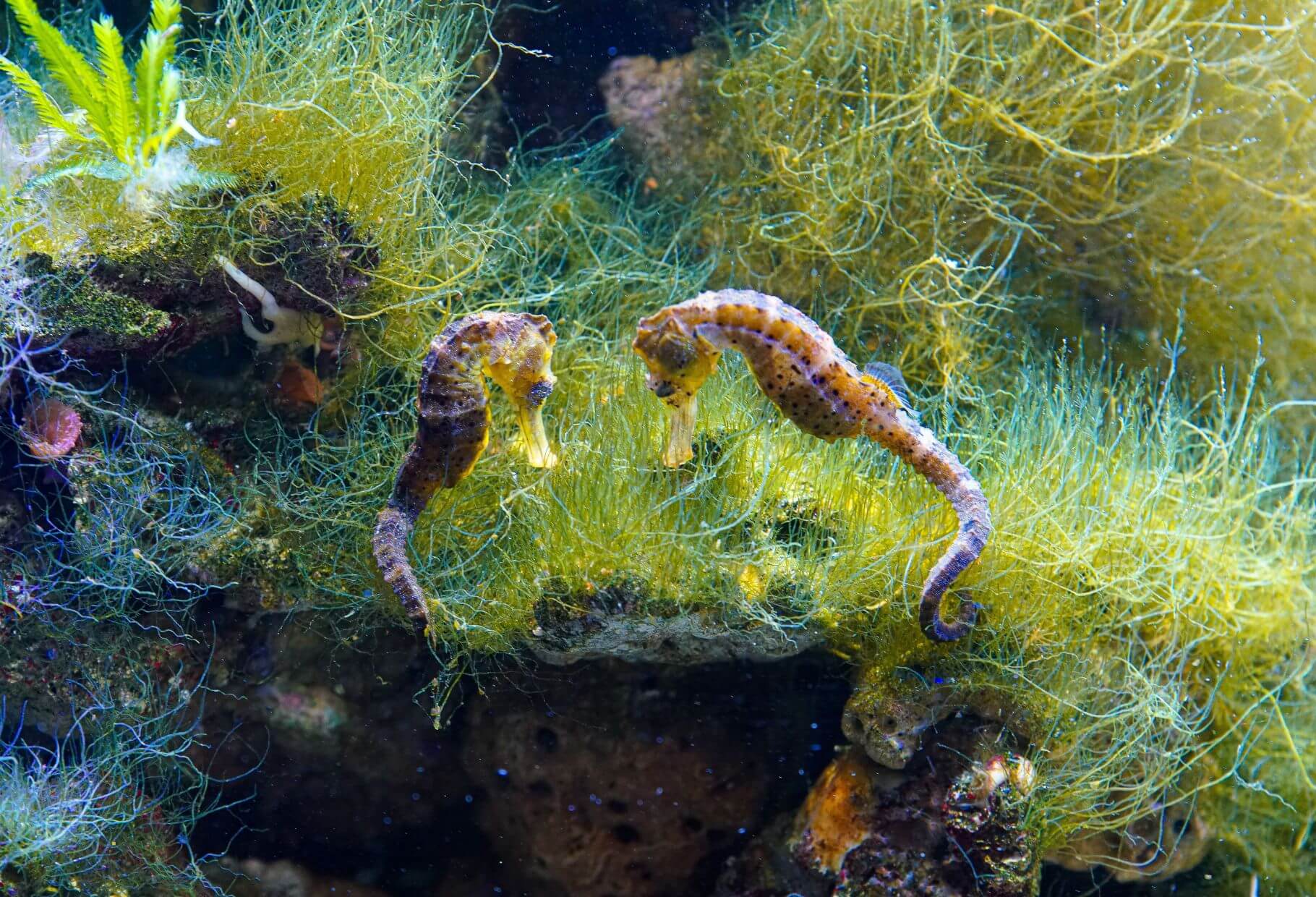 two monogamous seahorses in courtship dance
