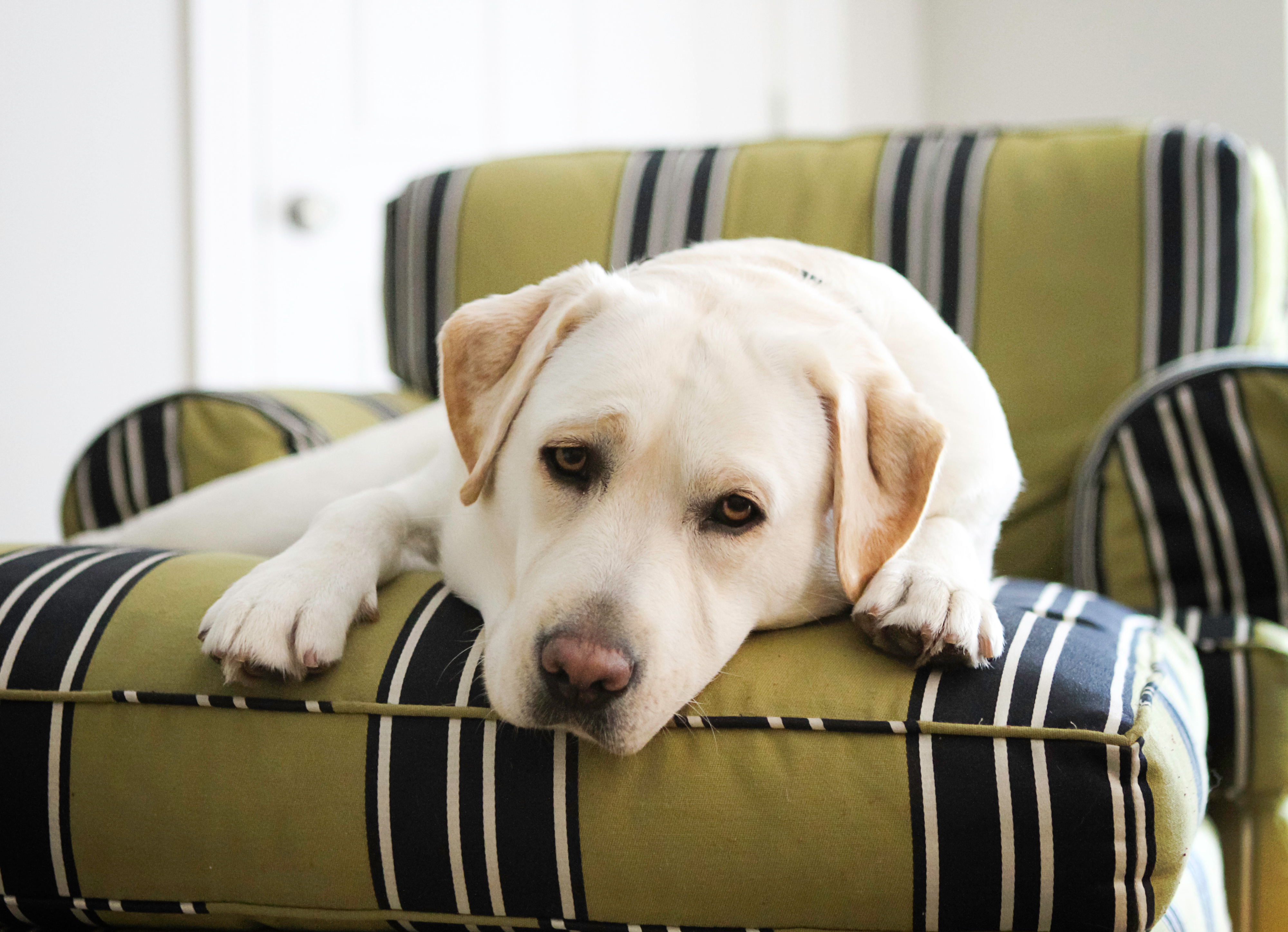 Keep your pets and home free from fleas, ticks, and heartworm disease with our recommended prevention methods in Gainesville, Texas. From flea and tick preventatives to year-round heartworm prevention, safeguard your pets from discomfort and serious health risks. Serving Cooke County, Whitesboro, Sherman, Pilot Point, Denton, and North Texas.