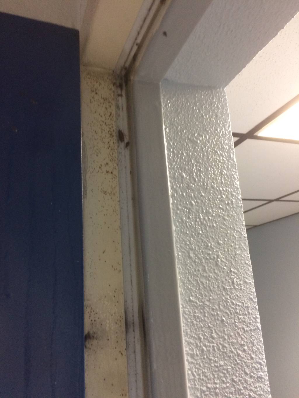 Combattre l'infection de rats et cafards à Cachan