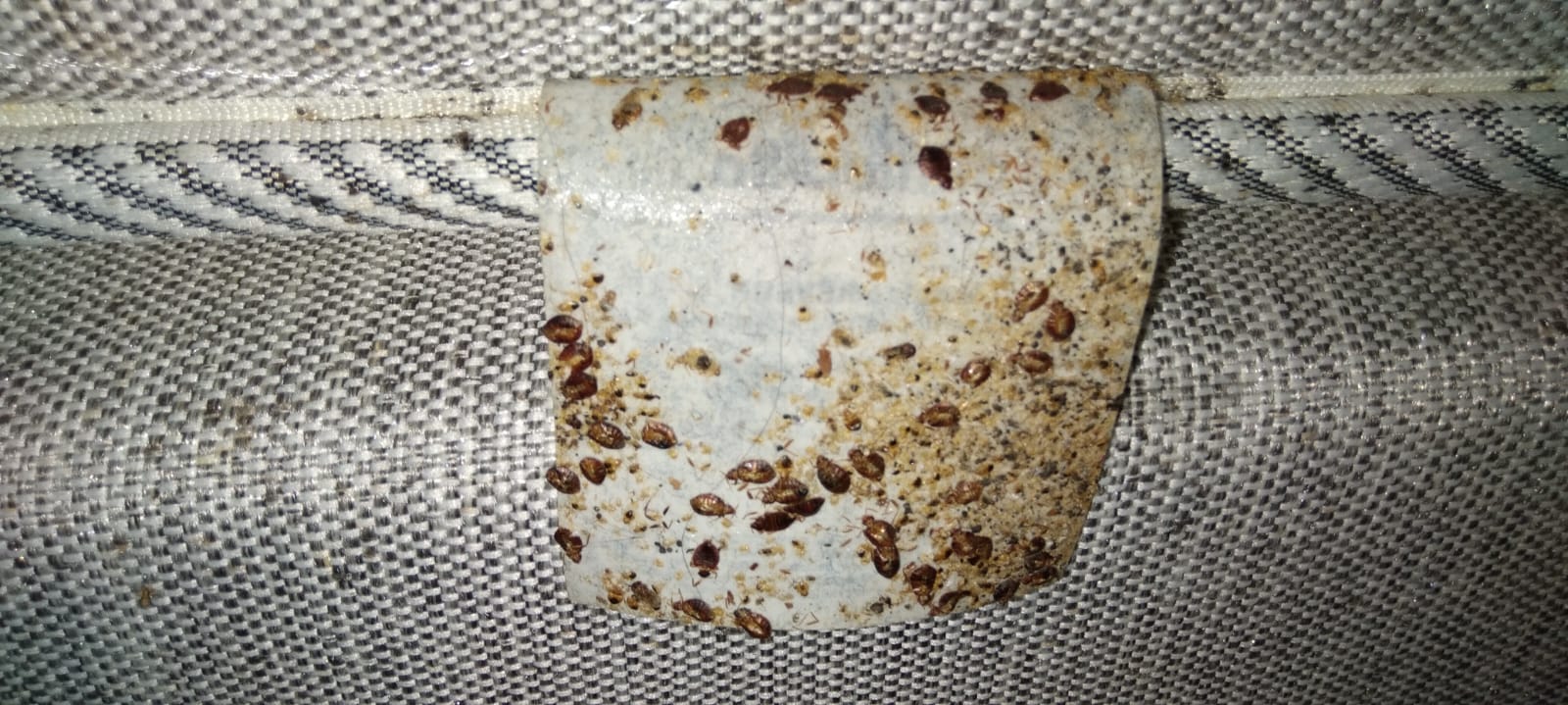 Combattre l'infection de rats et cafards à Montfermeil