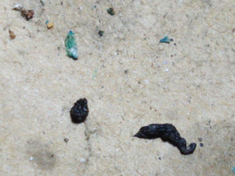 Combattre l'infection de rats et cafards à Lognes