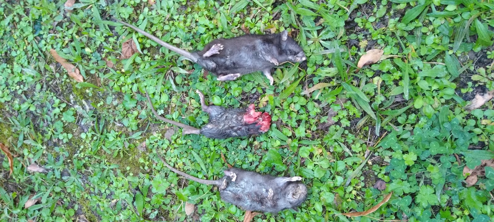 Combattre l'infection de rats et cafards à Fontenay-sous-Bois