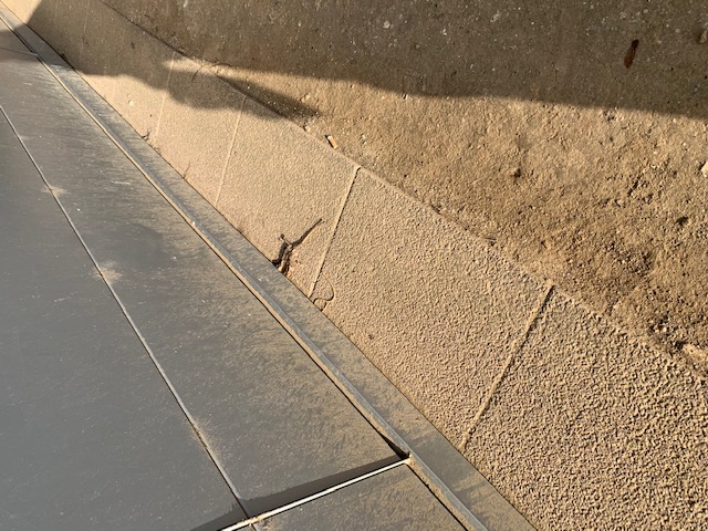 Combattre l'infection de rats et cafards à Lésigny