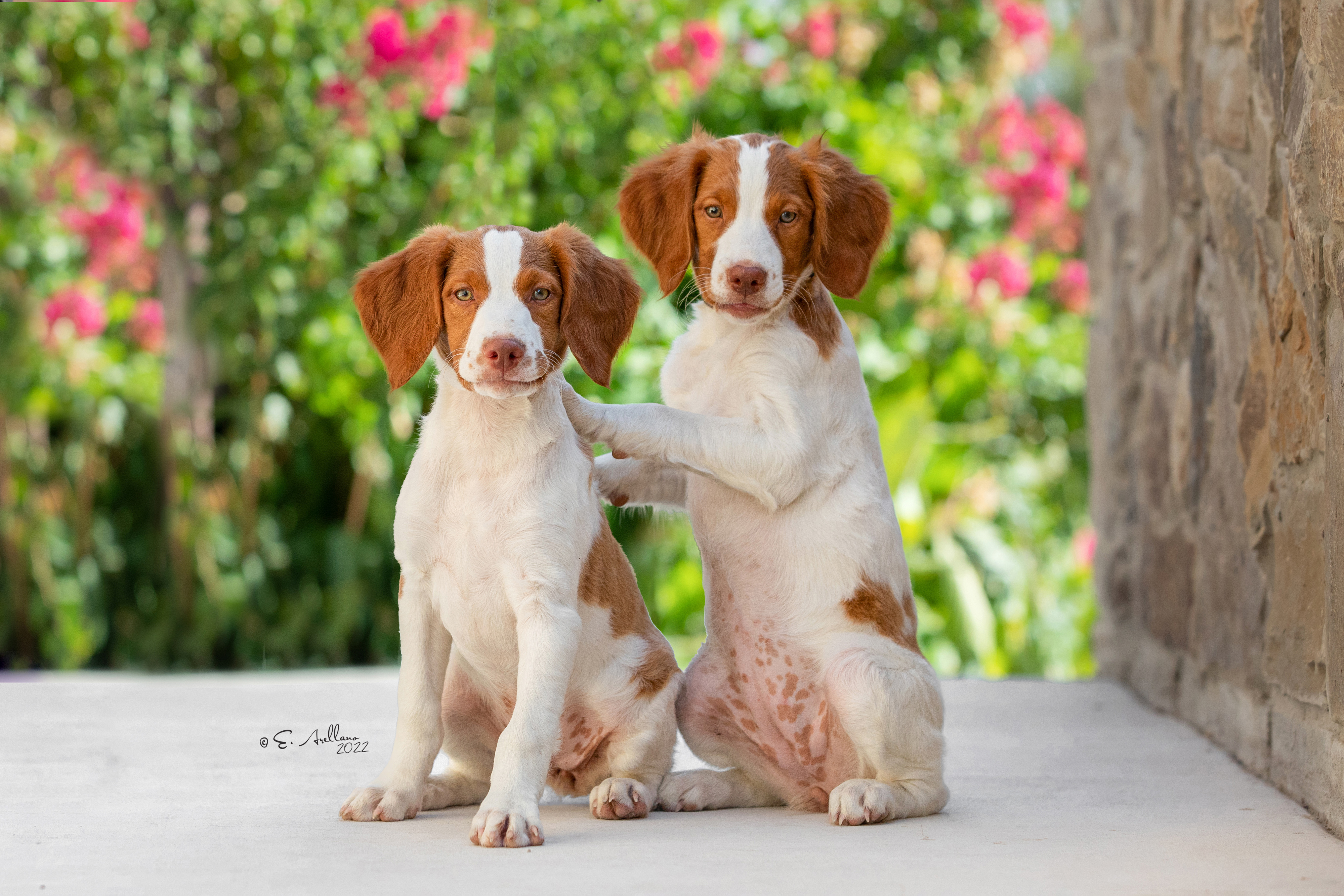 Prioritize your pet's health with routine wellness exams at our Gainesville, Texas, clinic. Our thorough assessments, including vital signs and personalized attention, ensure early detection and proactive management of health concerns, promoting your pet's overall well-being. Serving Cooke County, Whitesboro, Sherman, Pilot Point, Denton, and North Texas.