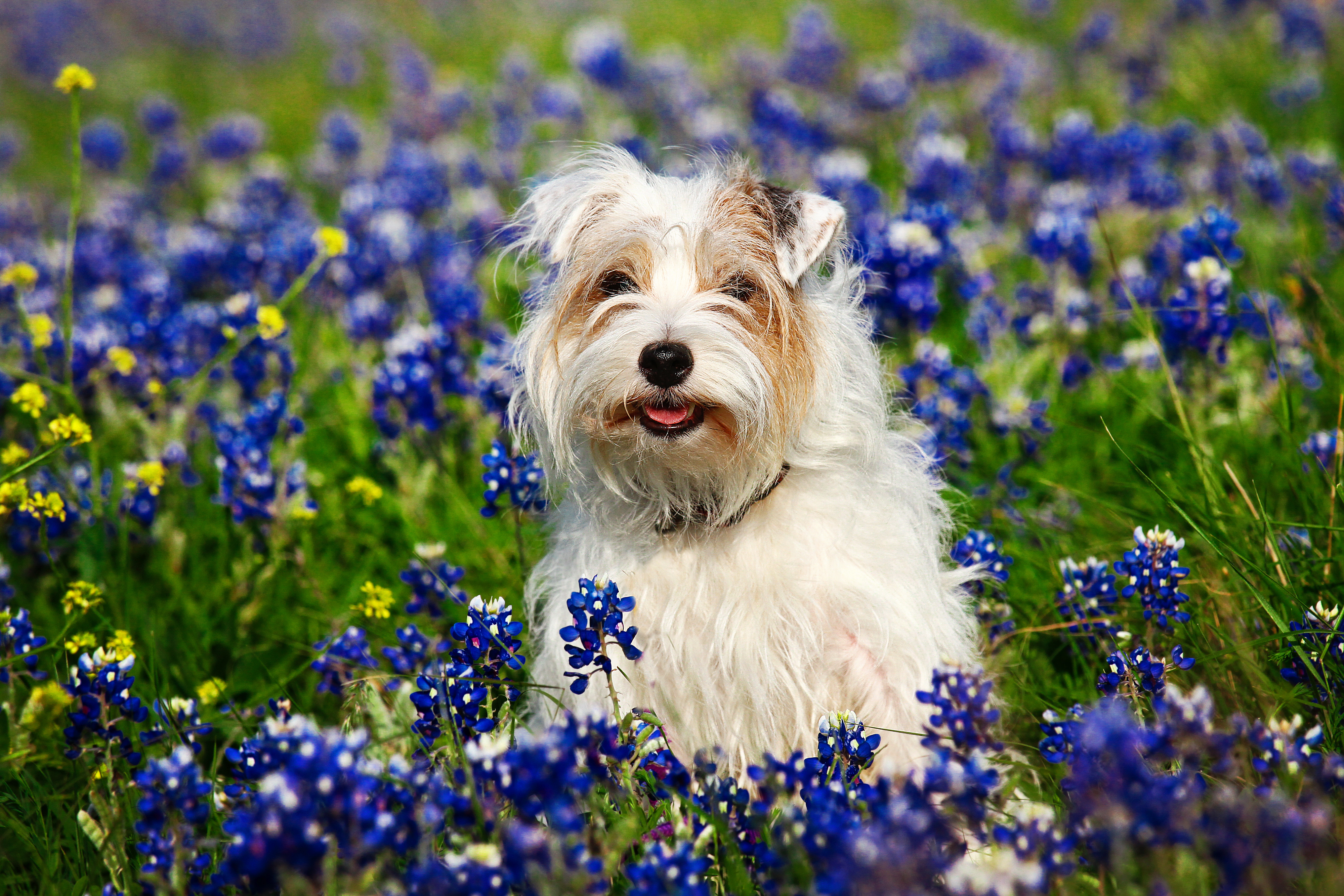 Our Gainesville, Texas, clinic offers after-hours care for your pets' emergencies. Prioritizing their well-being around the clock, contact us at our clinic number for prompt assistance from our dedicated on-call veterinarian. Serving Cooke County, Whitesboro, Sherman, Pilot Point, Denton, and North Texas.