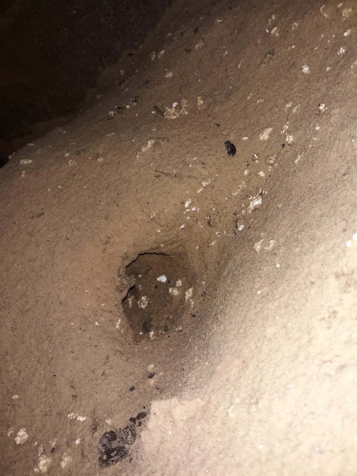 Combattre l'infection de rats et cafards à Livry-Gargan