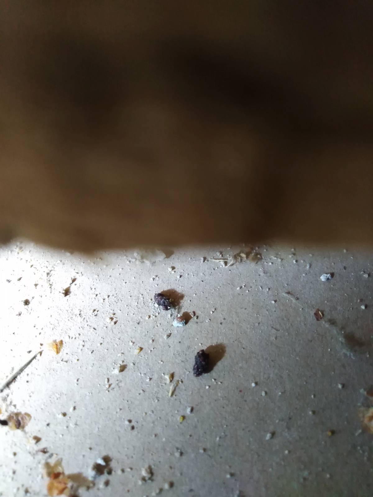 Combattre l'infection de rats et cafards à Orsay