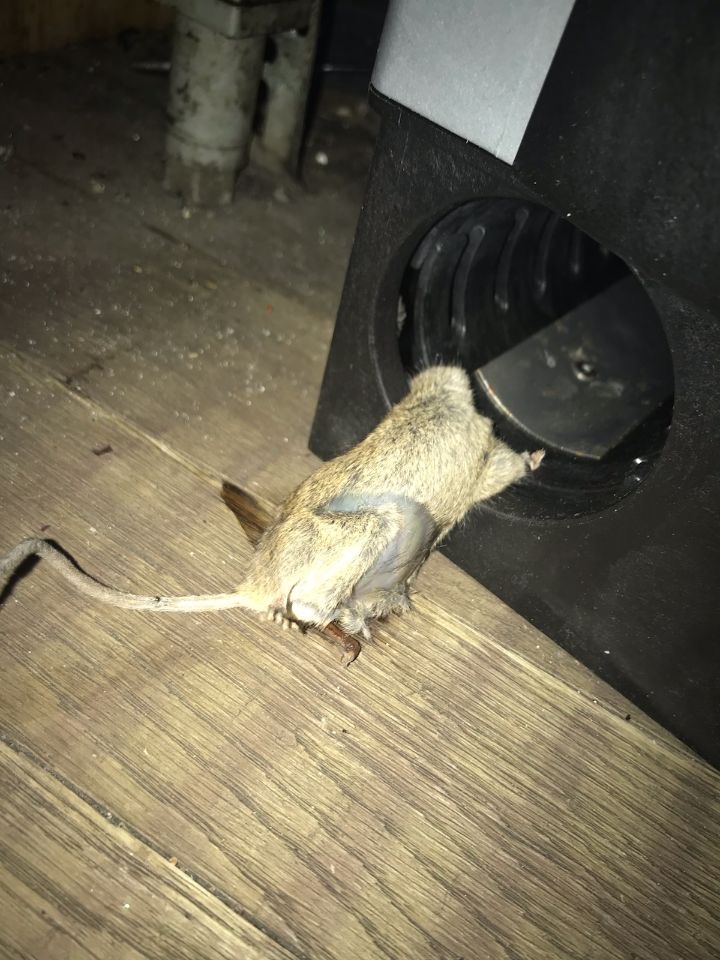 Combattre l'infection de rats et cafards à Breuillet