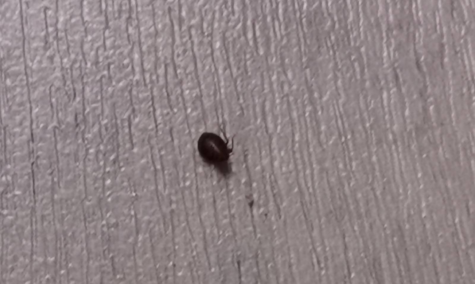 Combattre l'infection de rats et cafards à Les Ulis