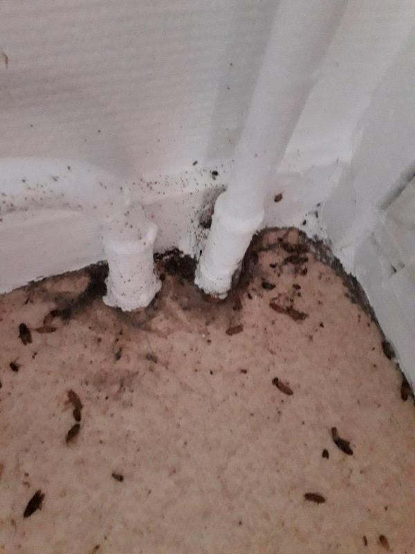 Combattre l'infection de rats et cafards à Montreuil