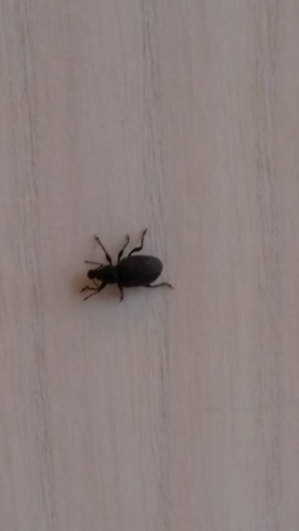 Combattre l'infection de rats et cafards à Avon