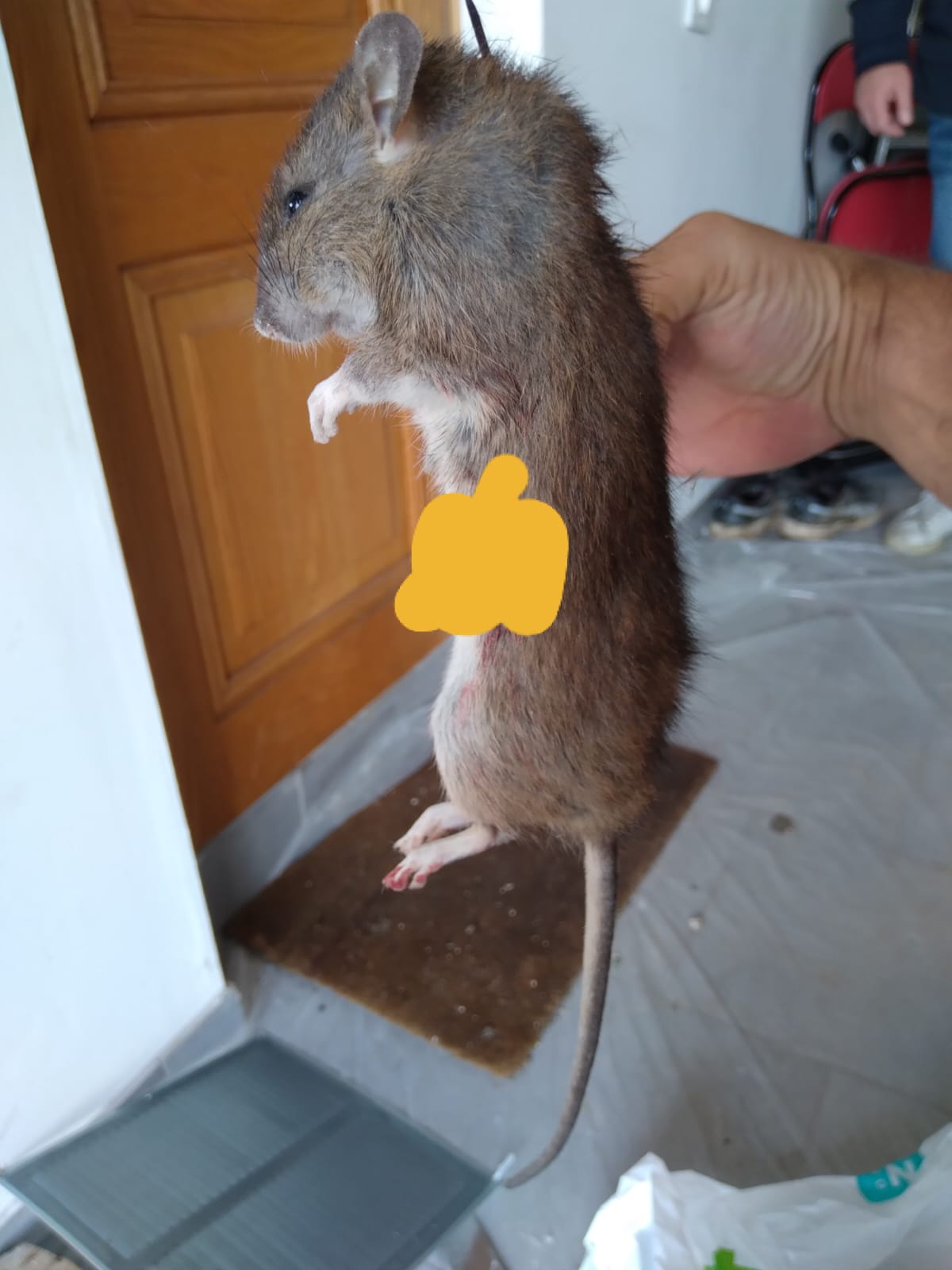 Combattre l'infection de rats et cafards à Bobigny