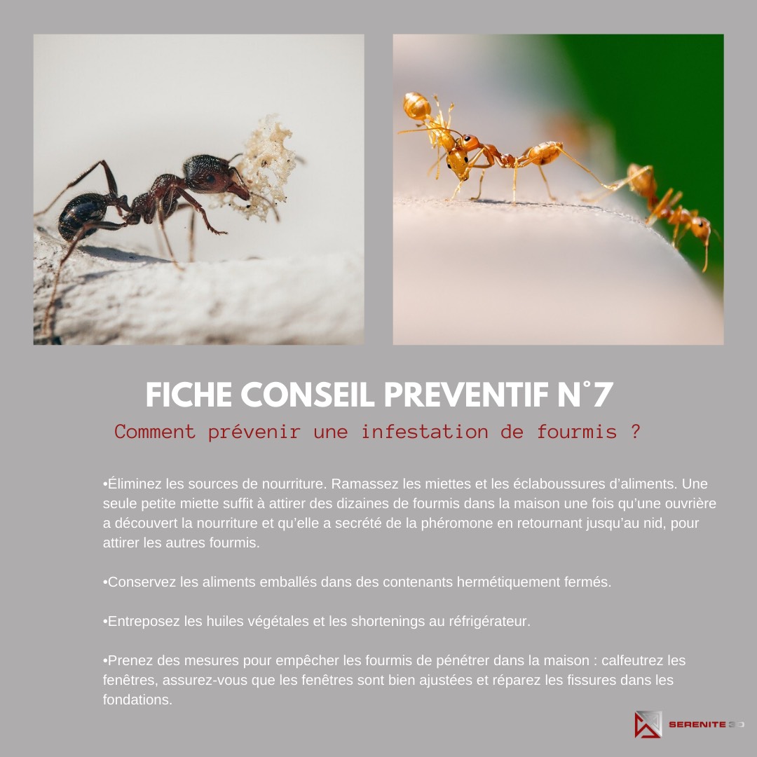 Combattre l'infection de rats et cafards à La-Ferté-sous-Jouarre