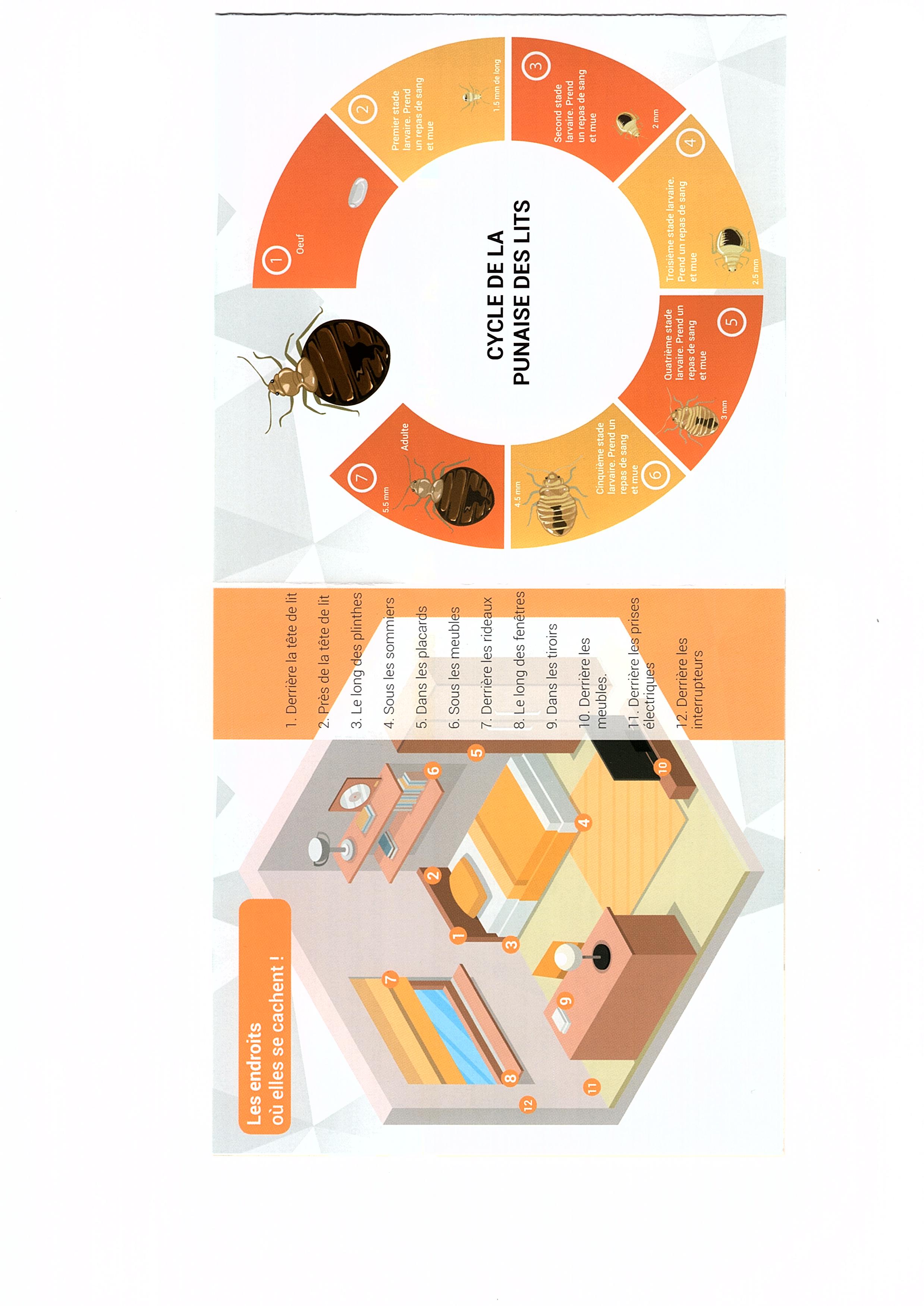 Combattre l'infection de rats et cafards à Quincy-sous-Sénart