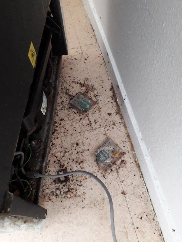 Combattre l'infection de rats et cafards à Corbeil-Essonnes