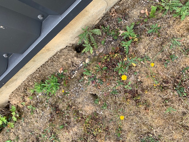 Combattre l'infection de rats et cafards à Pierrefitte-sur-Seine