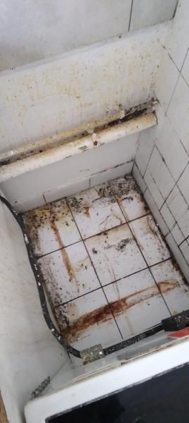 Combattre l'infection de rats et cafards à Neuilly-sur-Marne