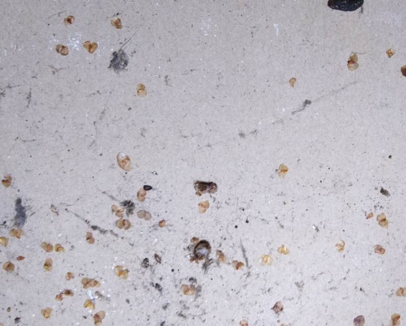 Combattre l'infection de rats et cafards à Palaiseau