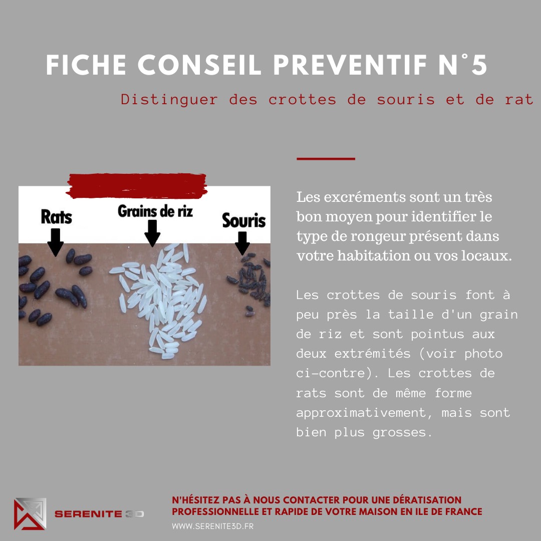 Combattre l'infection de rats et cafards à Choisy-le-Roi