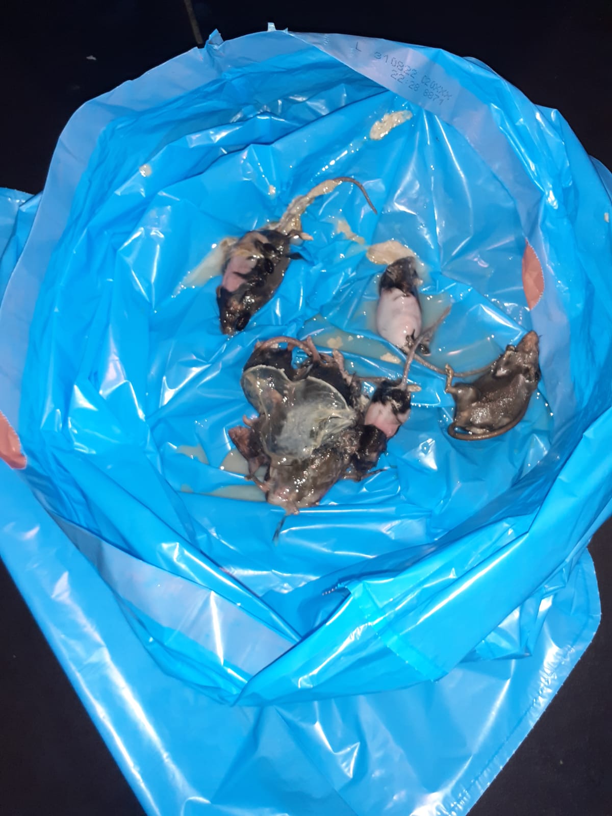 Combattre l'infection de rats et cafards à Le Plessis-Robinson