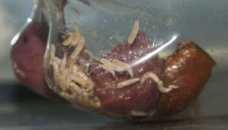 Les asticots-pupes-vers