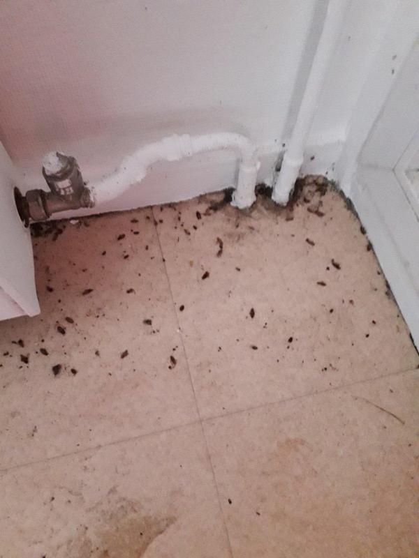 Combattre l'infection de rats et cafards à Combs-la-Ville