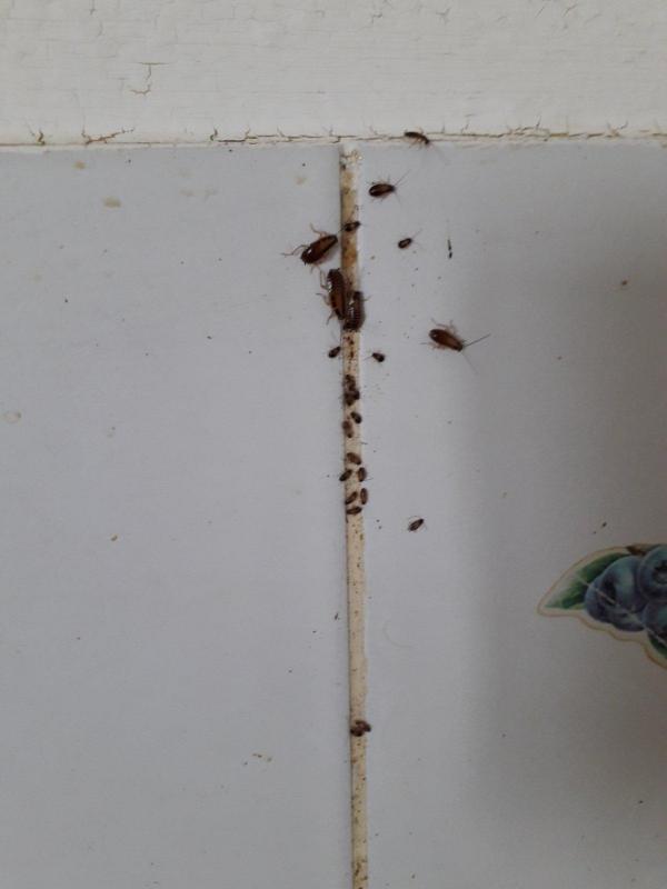 Combattre l'infection de rats et cafards à Bondy